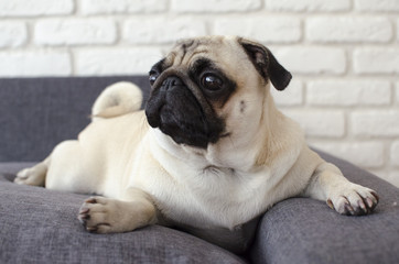 Small cute dog breed pug lying on pillows and looking straight