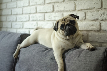 Small cute dog breed pug lying on pillows and looking straight