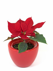 Weihnachtsstern, Euphorbia pulcherrima, Blumentopf
