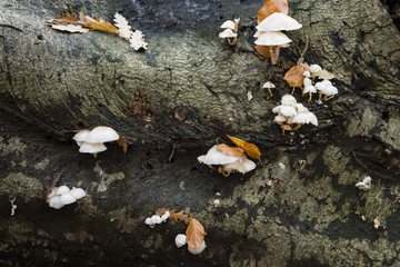 Mushroom family on dead leaves and wood.