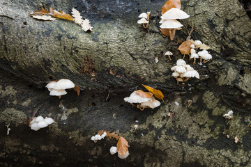 Fototapeta na wymiar Mushroom family on dead leaves and wood.
