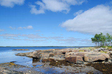 Fototapeta na wymiar Vegetation and stones on the bank of the White sea