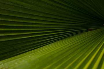 Green leaf pattern with horizontal lines. Nature green texture. Creative tropical green leaves. Abstract botanical background. Concept of spring or summertime.