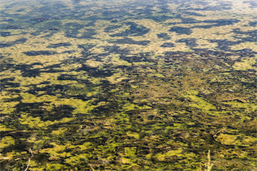 Paysage de marais salants sur l'île de Ré en france
