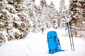 Blue backpack and tracking sticks at the snowy fir forest. Winter hiking concept