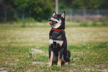 Naklejka na ściany i meble Shiba Inu puppies