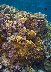 Naklejka na ściany i meble Underwater kingdom of corals