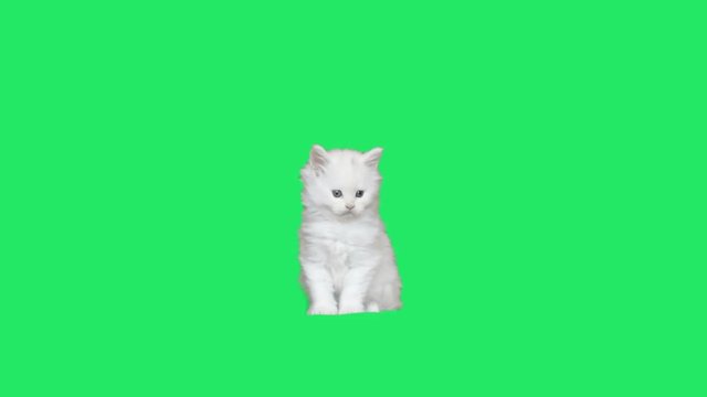 white kitten on a green screen