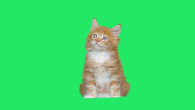 red kitten looks at the green screen