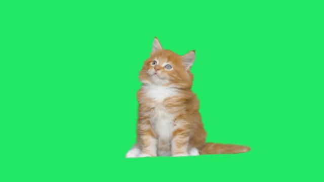 ginger kitten looks at the green screen