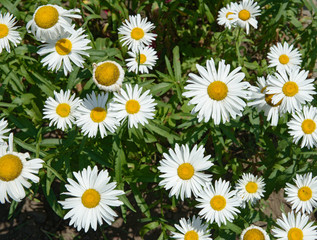 Fototapeta premium Many bright chamomile flowers as natural background.