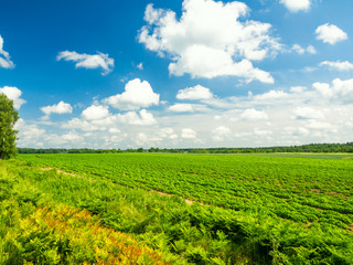 Fototapeta na wymiar Summer Landscape With Green Potato Field And Ferns Growing In The Foreground