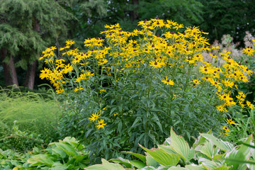Rudbeckia subtomentosa
