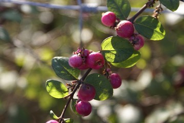 Zweig mit Beeren