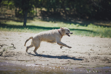 golden retriever