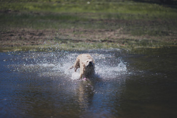 golden retriever