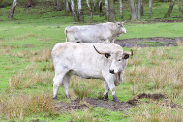 Wei&szlig;es Parkrind, Wei&szlig;es Englisches Parkrind 