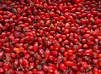 The rose-hip fruit tea. Collect medicinal rose hips in autumn. Red rose hips source of vitamin C.