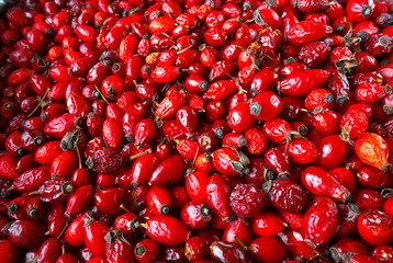 The rose-hip fruit tea. Collect medicinal rose hips in autumn. Red rose hips source of vitamin C.