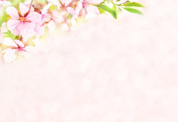 Spring blossom/springtime cherry bloom, bokeh pink almond flower background, pastel and soft floral card, toned