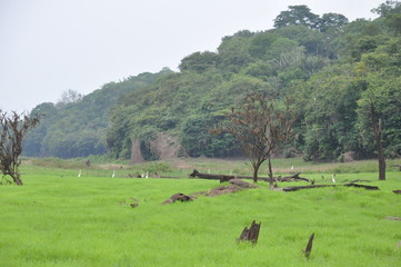 rain forest in Amazonia