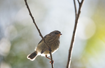 Weebill