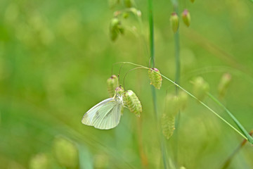 White butterfly