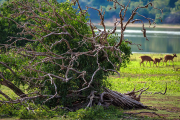 Landscape of Yala National Park, Sri Lanka