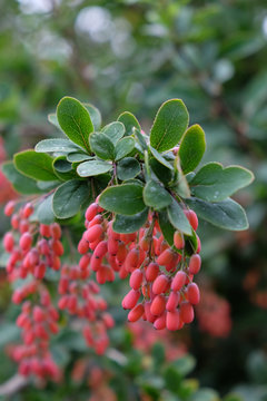 Berberis vulgaris