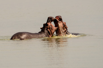 Fototapeta premium Hippos in a water fight
