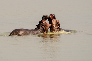 Hippos in a water fight