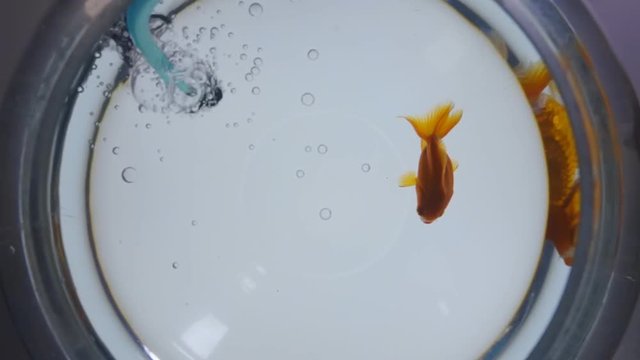 The goldfish floats in the aquarium