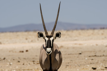 close up of the face of a Gemsbok