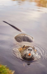 eurasian beaver © cristi180884