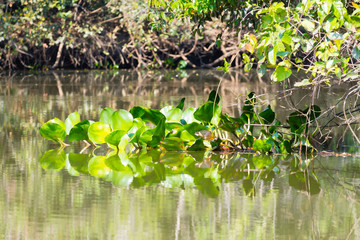 Panorama from Pantanal, Brazilian wetland region.