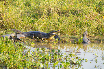 caiman which heats up in the morning sun.