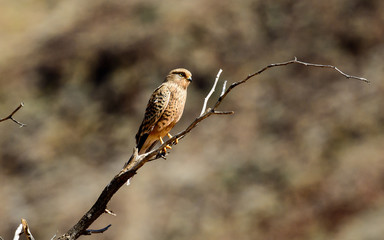 lesser kestrel on its perch