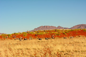 Fototapeta na wymiar Gemsbok in a Namibian landscape