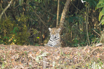 Jaguar from Pantanal, Brazil
