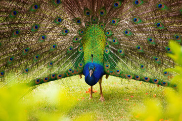 Obraz premium Portrait of a peacock with a loose tail.