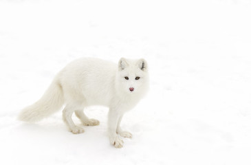 Arctic fox (Vulpes lagopus) isolated on a white background standing in the snow in winter in Canada