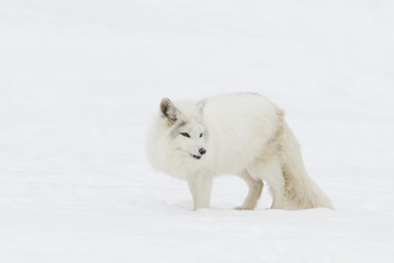 Obraz na płótnie Canvas Arctic fox (Vulpes lagopus) isolated against a white background standing in the snow in winter in Canada
