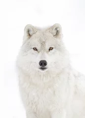 Crédence de cuisine en verre imprimé Loup Portrait de loup arctique isolé sur fond blanc marchant dans la neige d& 39 hiver au Canada
