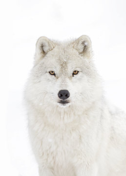Arctic wolf portrait isolated on white background walking in the winter snow in Canada