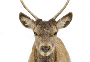 Red deer closeup isolated on a white background walking through the winter snow in Canada