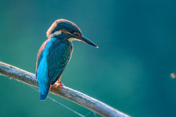 Kingfisher or Alcedo atthis perches on branch