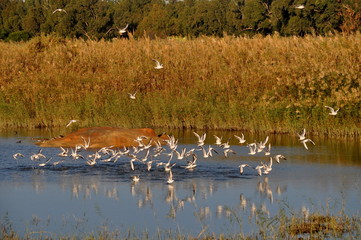 Flamingo in Lady's Mile Limassol