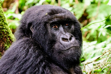 Close up of the face of a female mountain gorilla