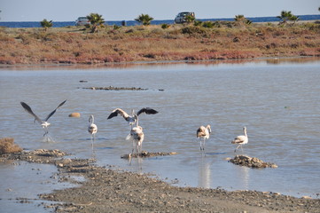 Flamingo in Lady's Mile Limassol