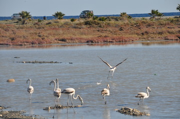 Flamingo in Lady's Mile Limassol